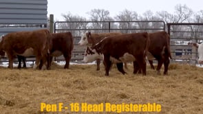 Lot #258 - Lot 258