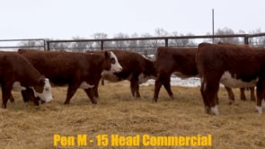 Lot #260 - Lot 260