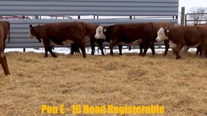 Lot #259 - Lot 259