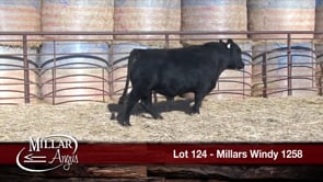 Lot #124 - MILLARS WINDY 1258