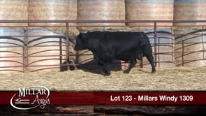 Lot #123 - MILLARS WINDY 1309