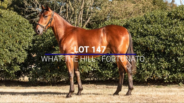 Lot 147