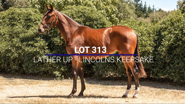Lot 313