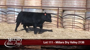 Lot #111 - MILLARS DRY VALLEY 2136