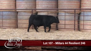 Lot #107 - MILLARS 44 RESILIENT 246