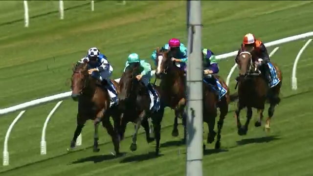 I Am Invincible Stallion Breednet