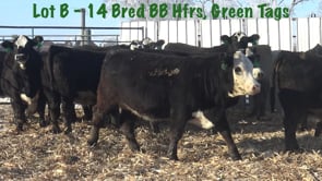 Lot #B1 - B1 10 PASTURE BRED BALDIE HEIFERS