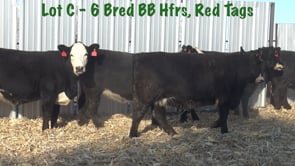 Lot #C - 6 PASTURE BRED BALDIE HEIFERS
