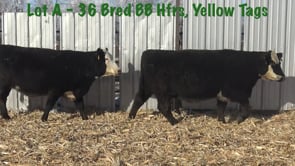 Lot #A1 - A1 10 AI Bred Baldie Heifers