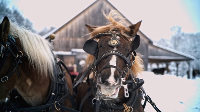 Sterling Mountain Farm Winter Sleigh Rides