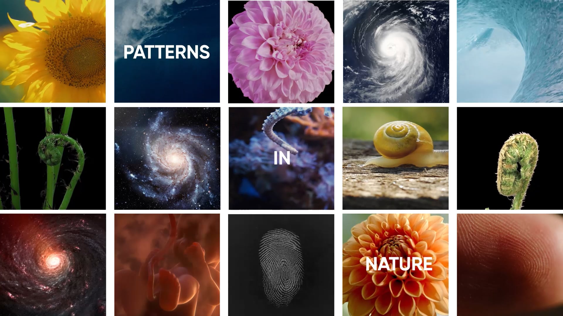 Patterns in Nature - Titles (Eureka! Science + Discovery) on Vimeo
