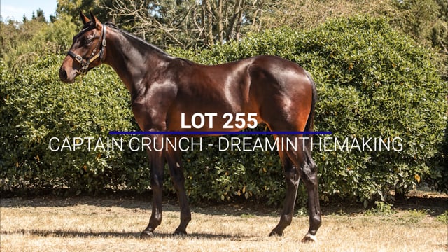 Lot 255