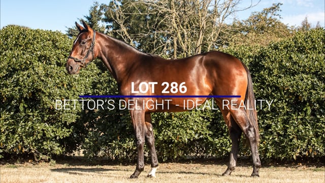 Lot 286