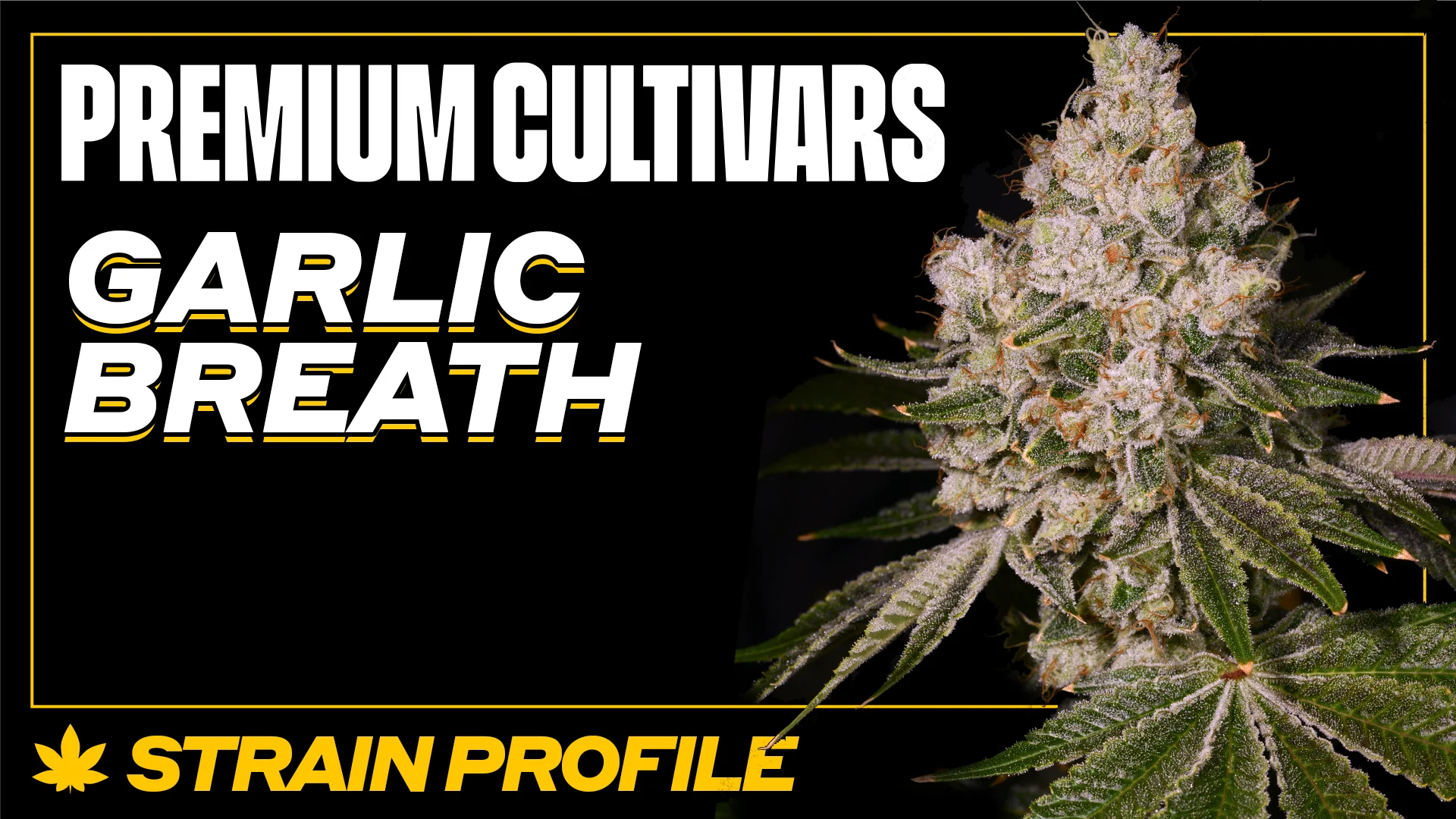 Garlic Breath Strain Profile Premium Culativars on Vimeo