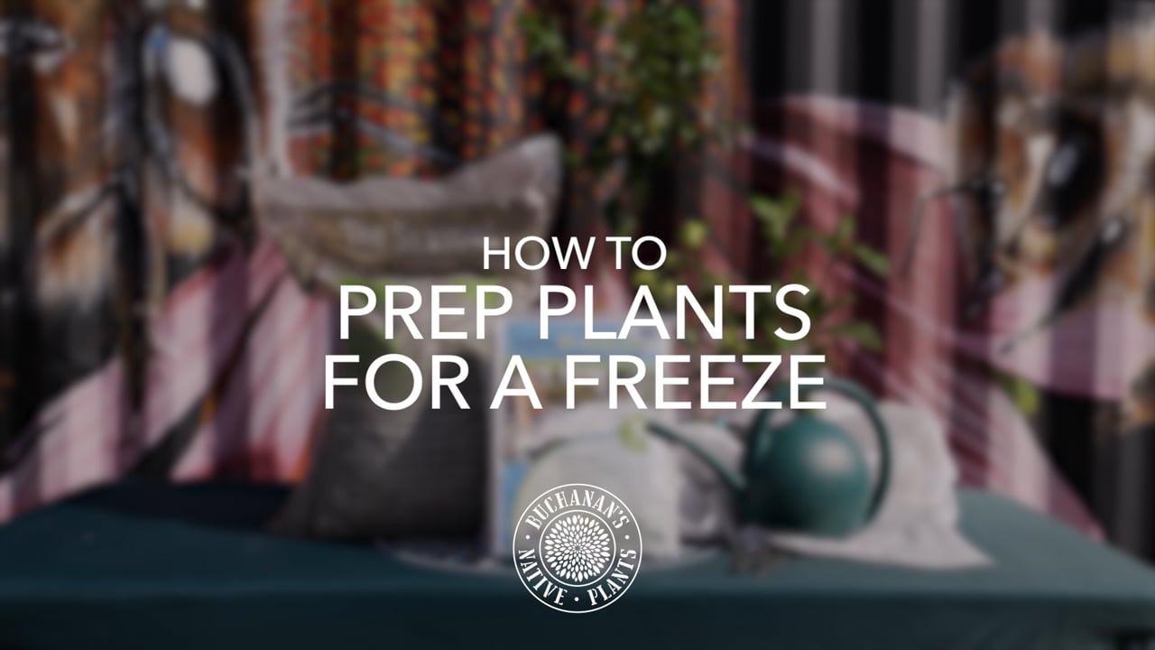 Buchanan's_How to Prep Plants for a Freeze_16x9