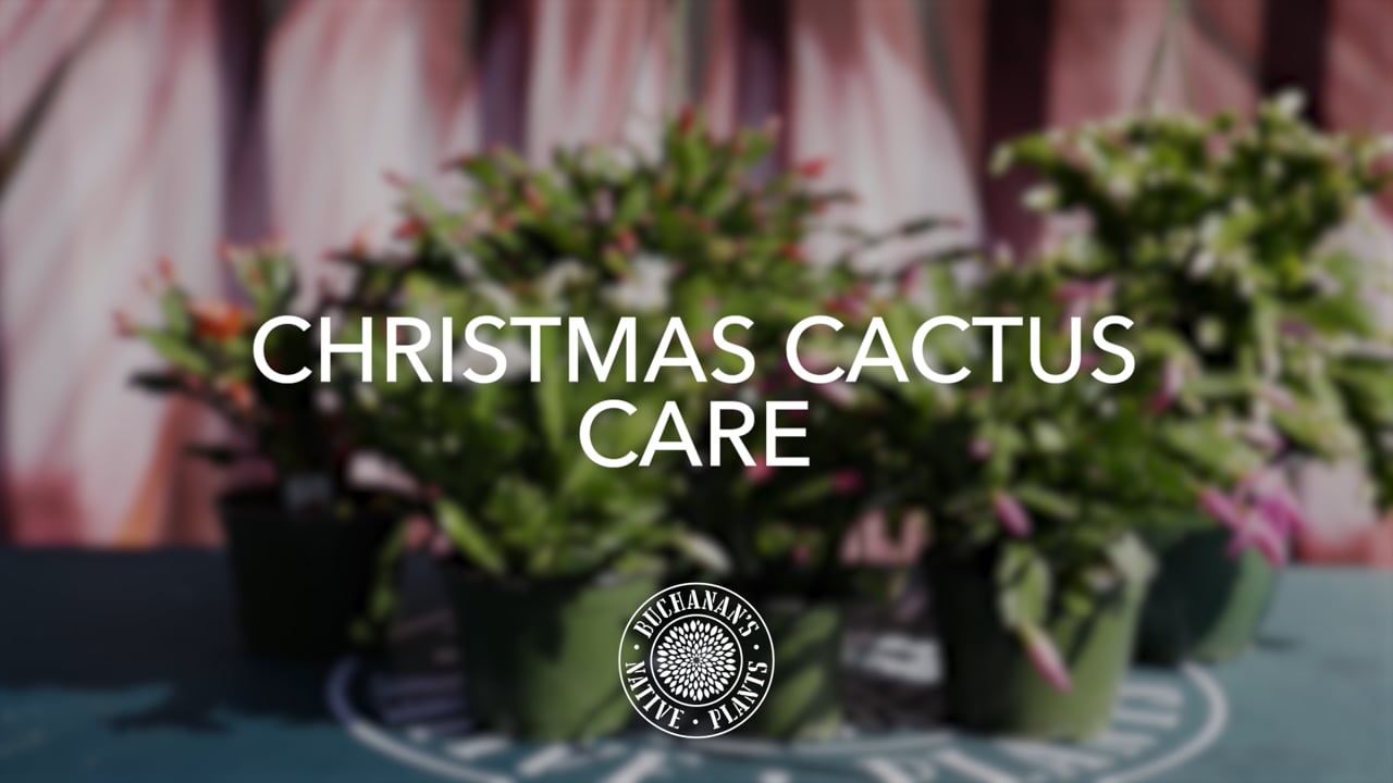 Buchanan's Christmas Cactus Care_16x9