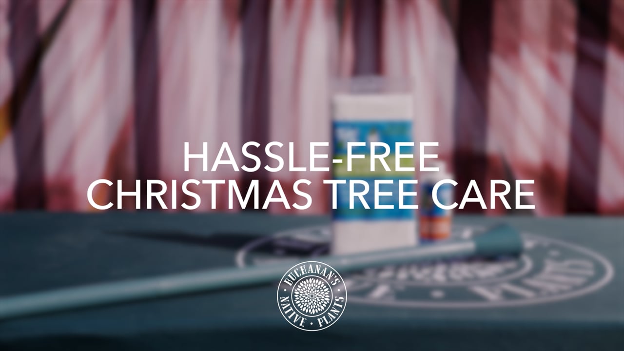 Buchanan's Christmas Hassle-Free Tree Care_16x9