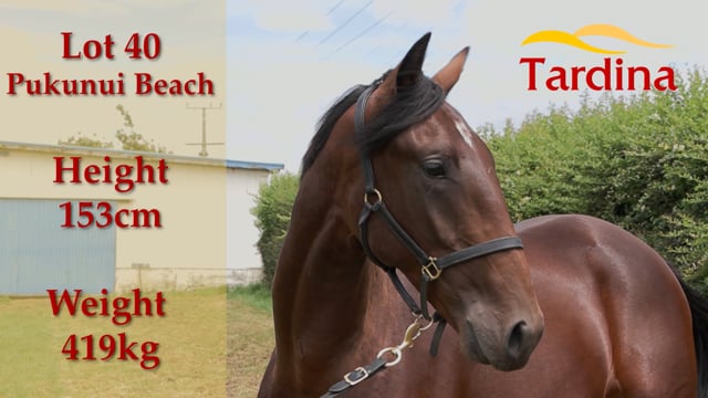 Lot 40