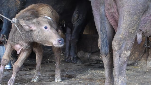 An Indian buffalo calf suckles from her mother and is pulled away by a worker at a dairy, Aarey milk colony, Mumbai, India, 2023
