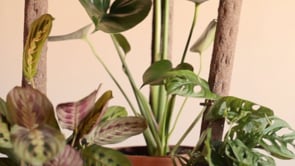 Tutores Naturales Para Plantas