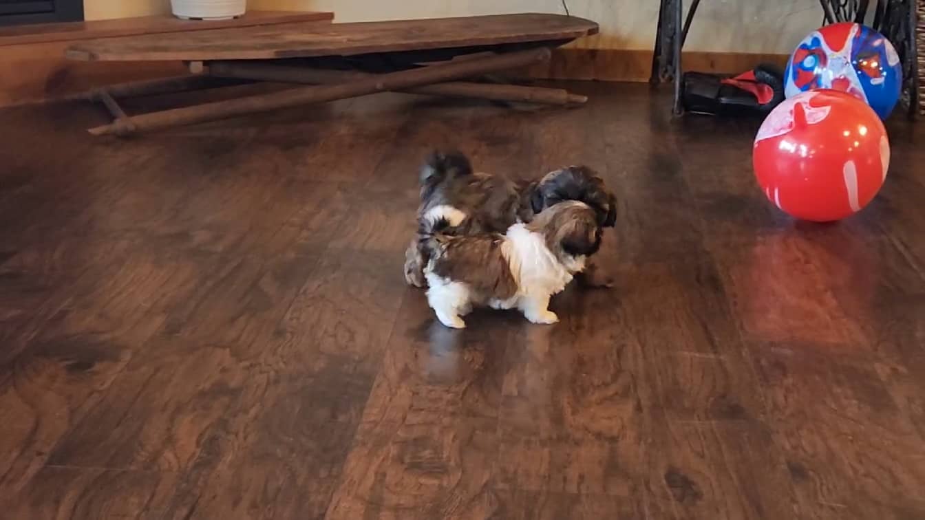 Hailey Shih Tzu puppy for sale on Vimeo