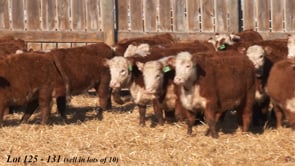 Lot #125 - COMMERCIAL HEREFORD YRLG HFRS