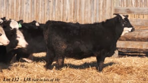 Lot #132 - F1 BB YRLG HFRS