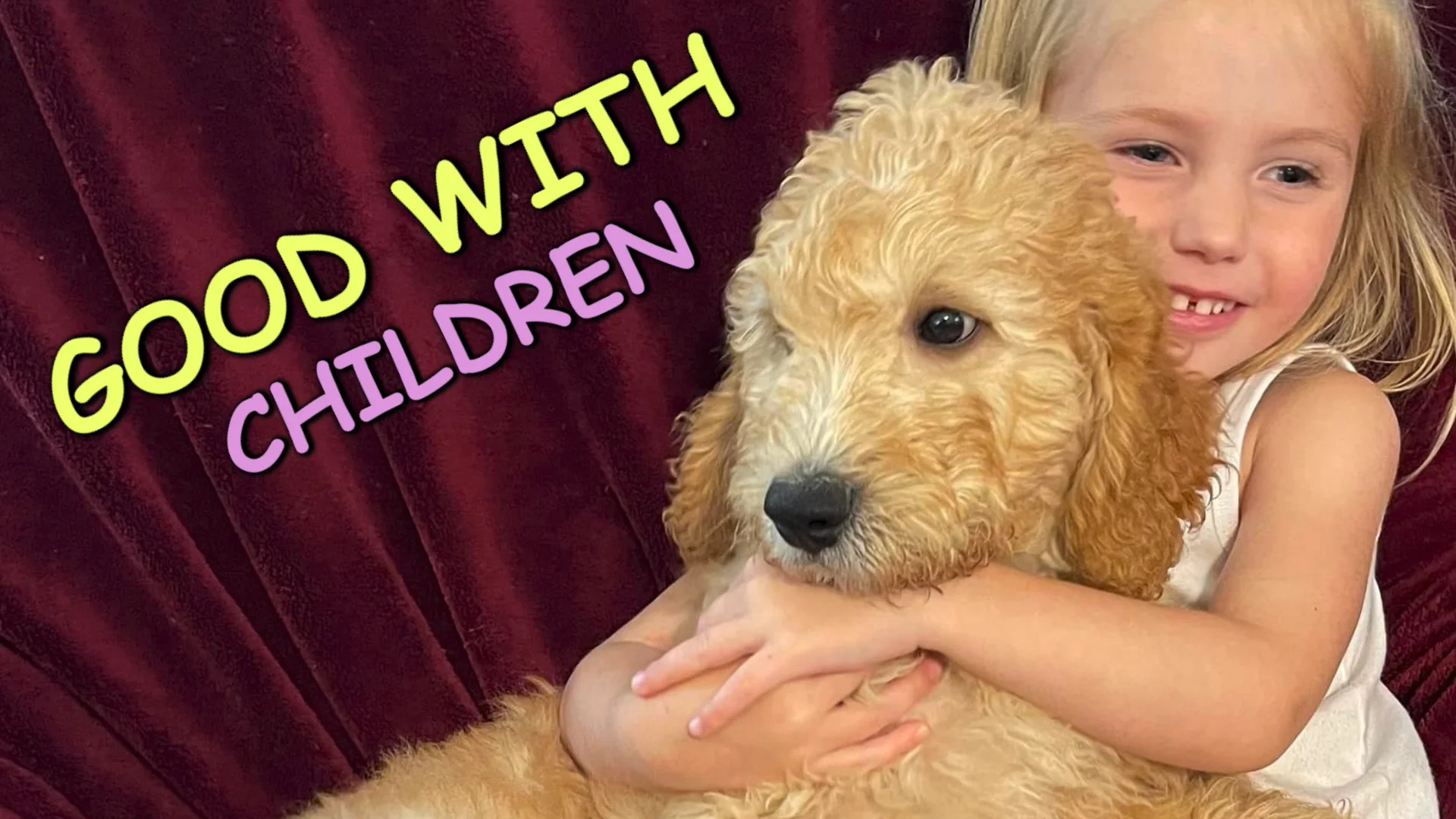 Royal Diamond Labradoodles Quiz Video (Fleecy Curls) on Vimeo