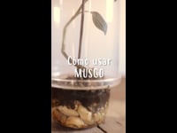 Living Moss - Hoja de musgo fresco perfecta para terrarios y bonsái por  DBDPet | La llegada en vivo está garantizada