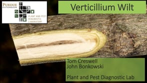 Verticillium Wilt of Landscape Trees
