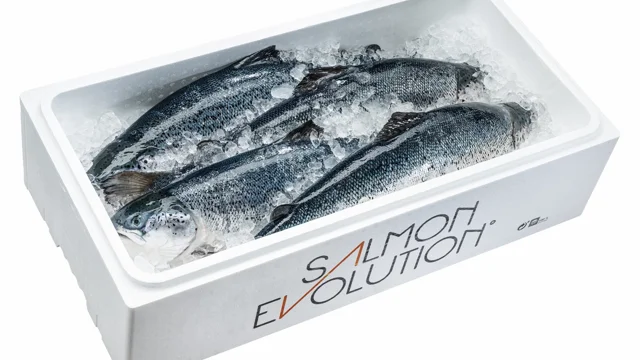 Batch #1 average fish weight now at 3.3 kg and on track for Q4 2022 harvest  - salmonevolution.no