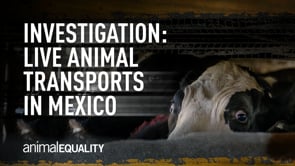 Investigation Into the Long and Cruel Journey of Animals in Mexico