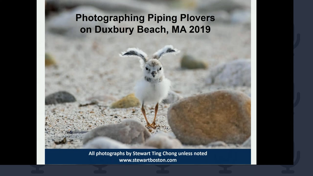 Photographing Endangered Piping Plovers at Duxbury Beach, MA w/ Stewart Ting Chong
