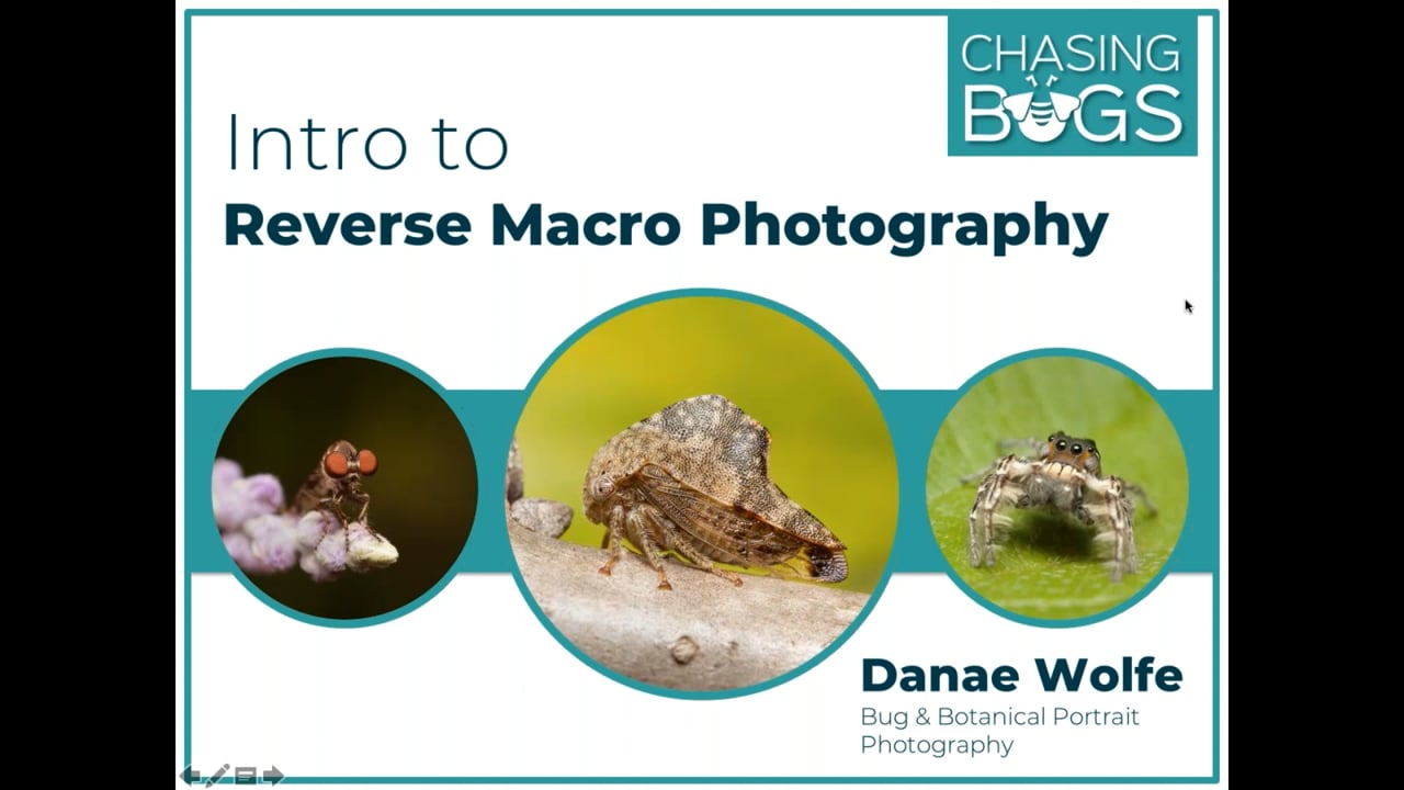 Macro on a Budget: Reverse Lens Macro Photography w/ Danae Wolfe