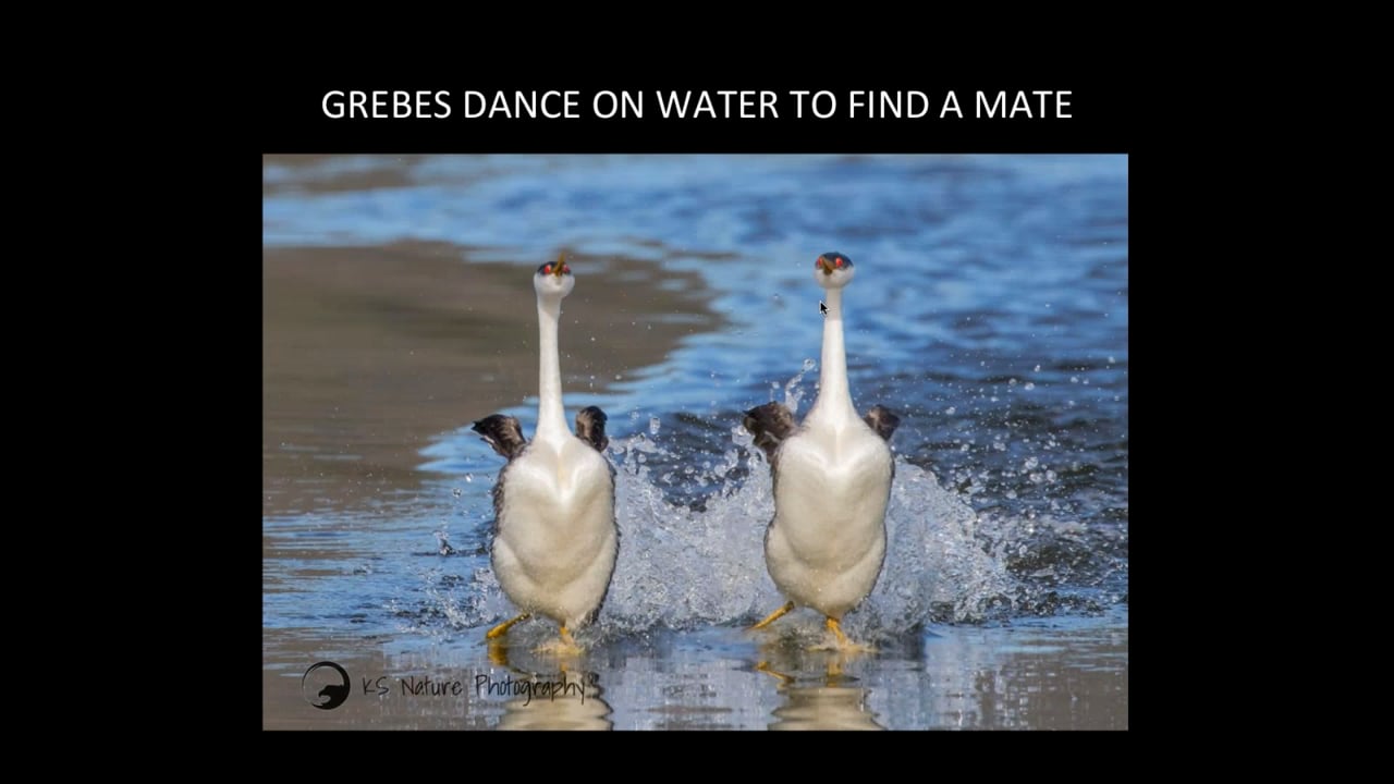 Grebes Dance on Water to Find a Mate