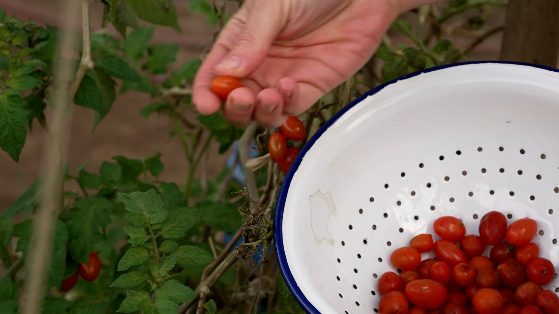 Picking up red cherry tomatoes
