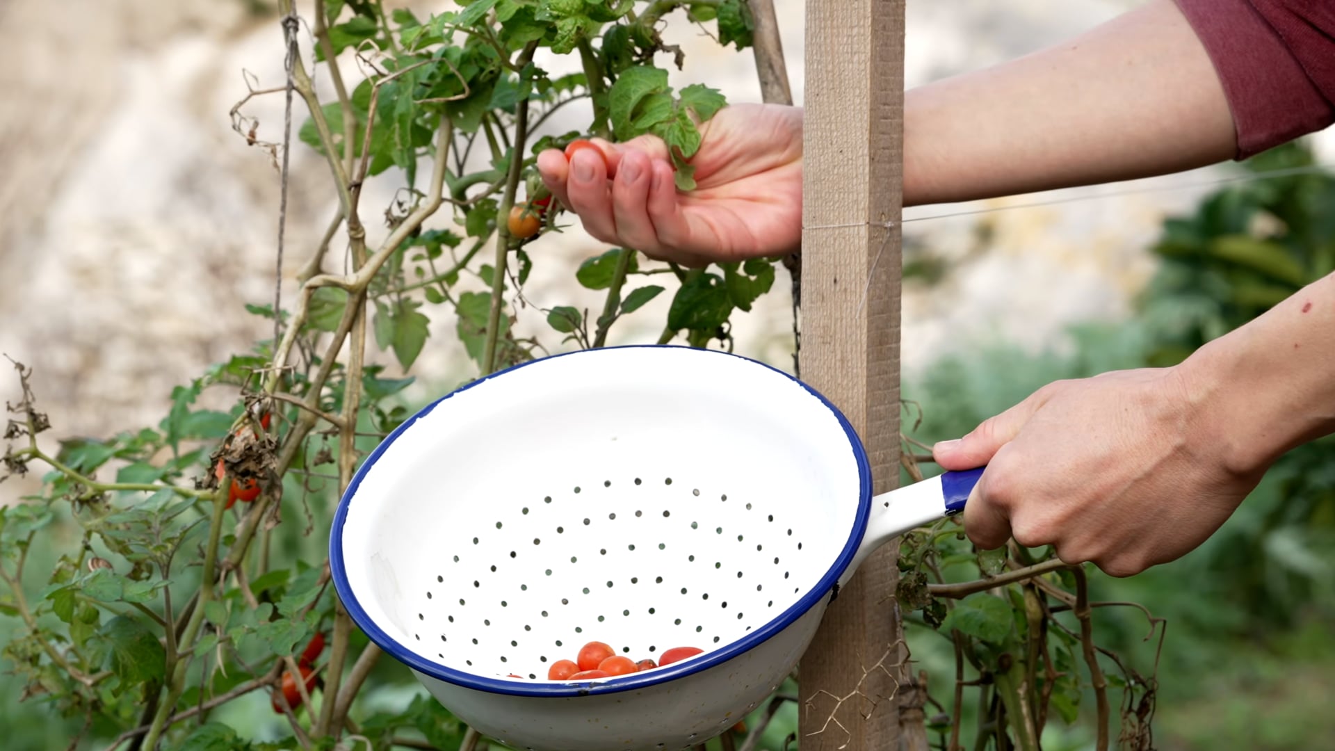 Picking up red cherry tomatoes in the garden