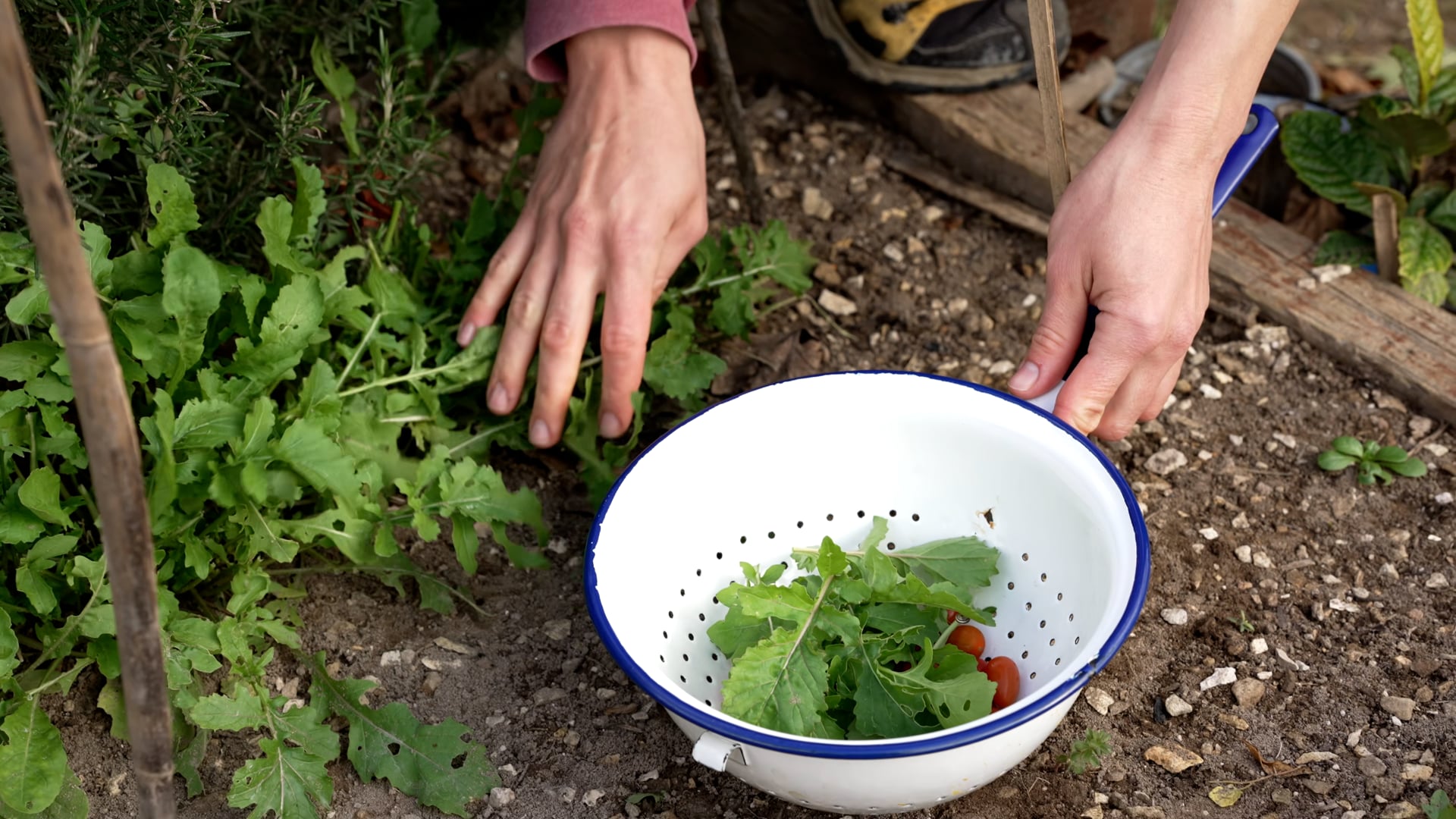 Picking up vegetables in the garden, tomato and salad