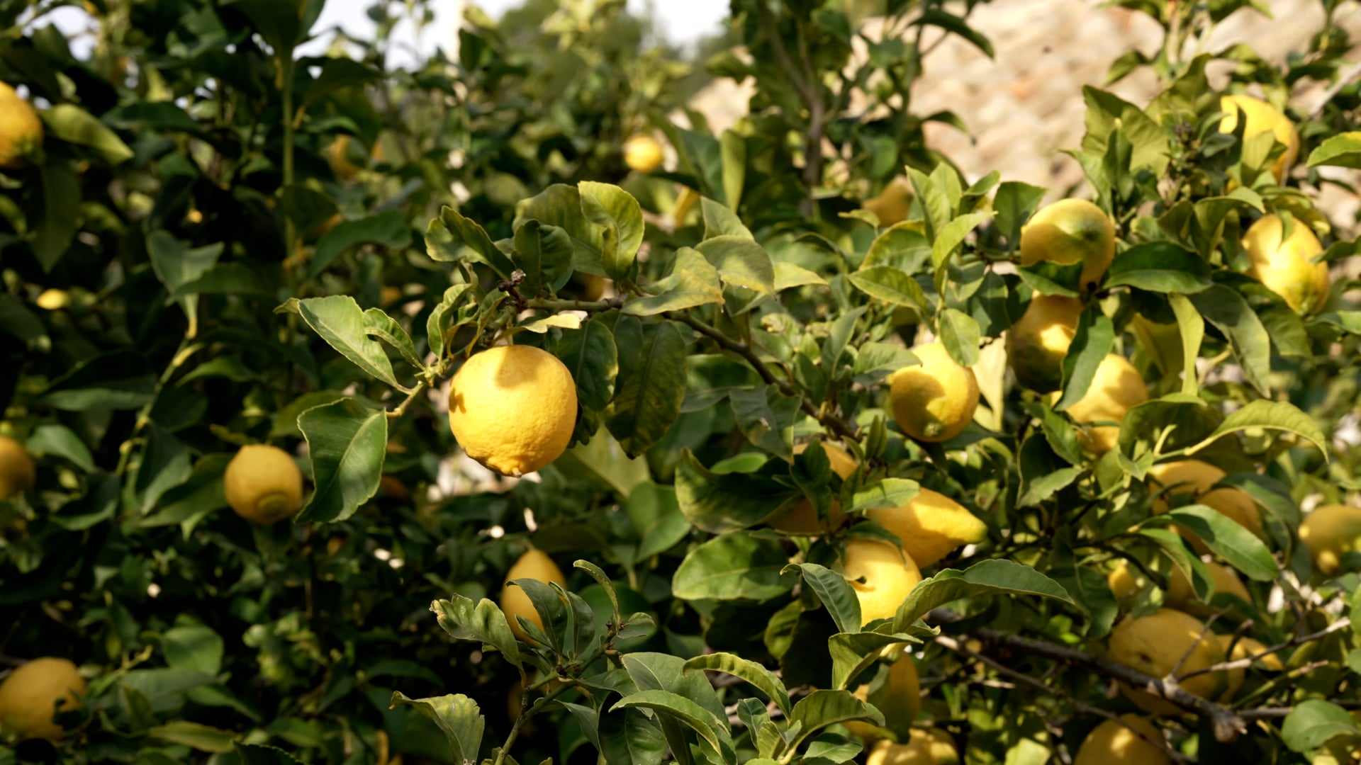 Picking up lemon from the tree