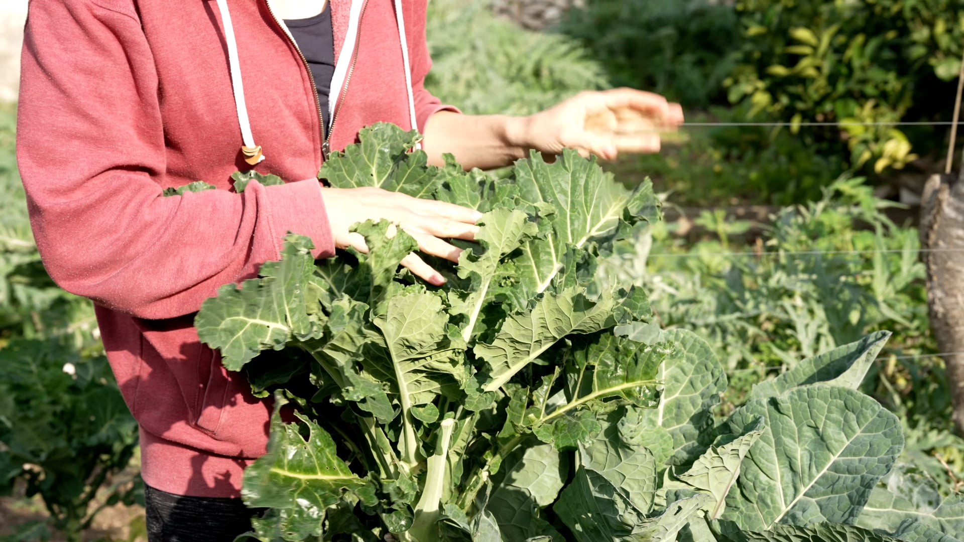 Woman in the garden with green vegetables