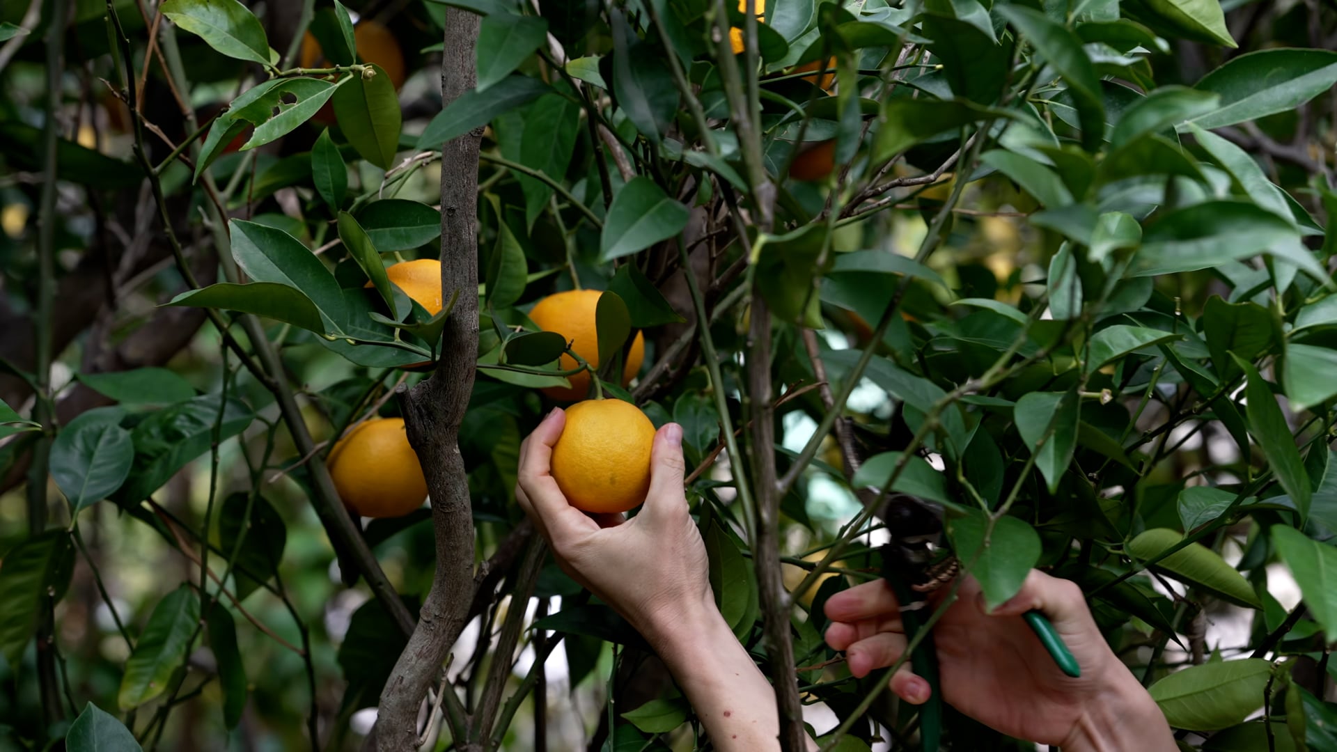 Cutting and picking up orange from the tree