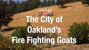 Oakland's Fire Fighting Goats