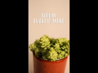 Cuidados Sedum Burrito Mini