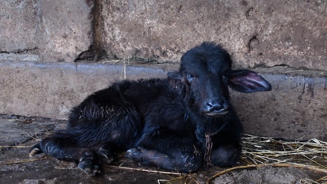 A sad buffalo calf is chained up alone at a dairy, Aarey milk colony, Mumbai, India, 2023