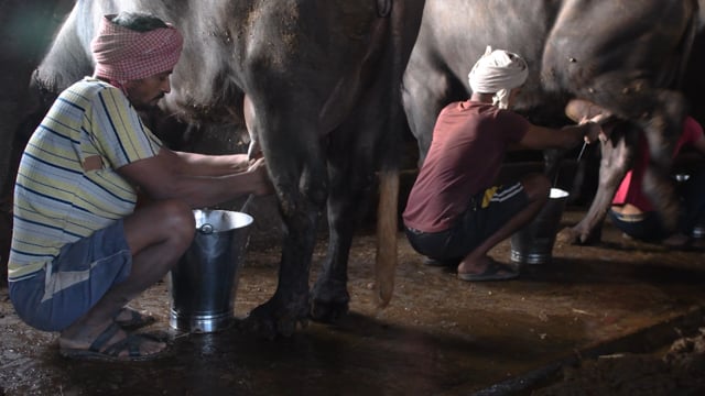 Workers milk buffaloes by hand at a dairy, Aarey milk colony, Mumbai, India, 2023