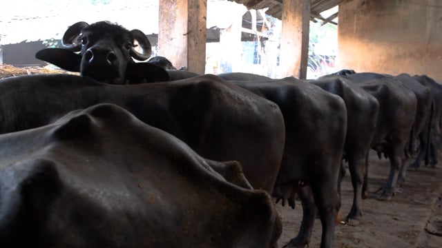 Buffaloes chained up in a shed at a dairy, Aarey milk colony, Mumbai, India, 2023