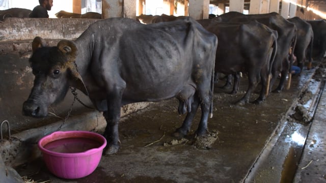 Buffaloes in a line chained up at a dairy, Aarey milk colony, Mumbai, India, 2023