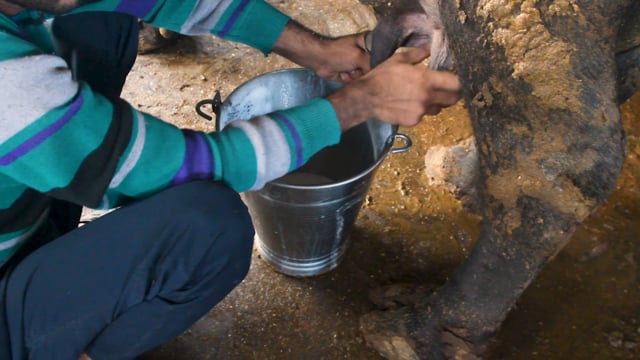 A worker milks a buffalo by hand in dirty conditions at a dairy, Aarey milk colony, Mumbai, India, 2023