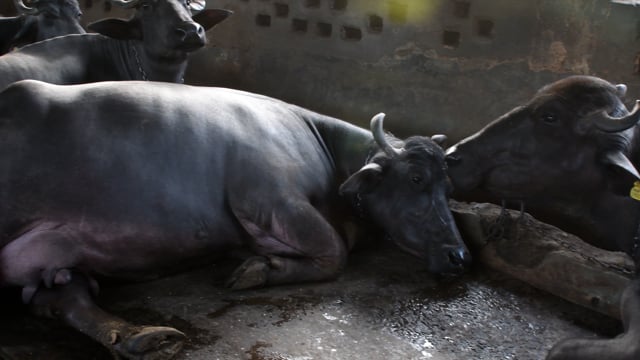 A line of buffaloes are chained up at a dairy, Aarey milk colony, Mumbai, India, 2023