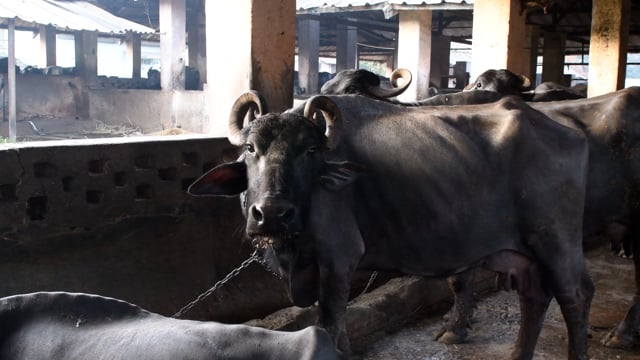 Many buffaloes are chained up in a huge concrete shed at a dairy, Aarey milk colony, Mumbai, India, 2023